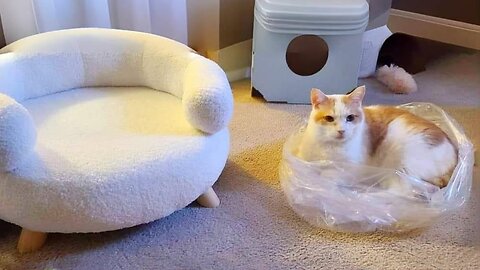 Unpredictable Pet Shenanigans"2024 Stylish CAT