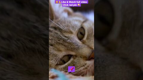 CUTE AND FUNNY CAT COMPILATION OF 2022 PART 5 😻😊