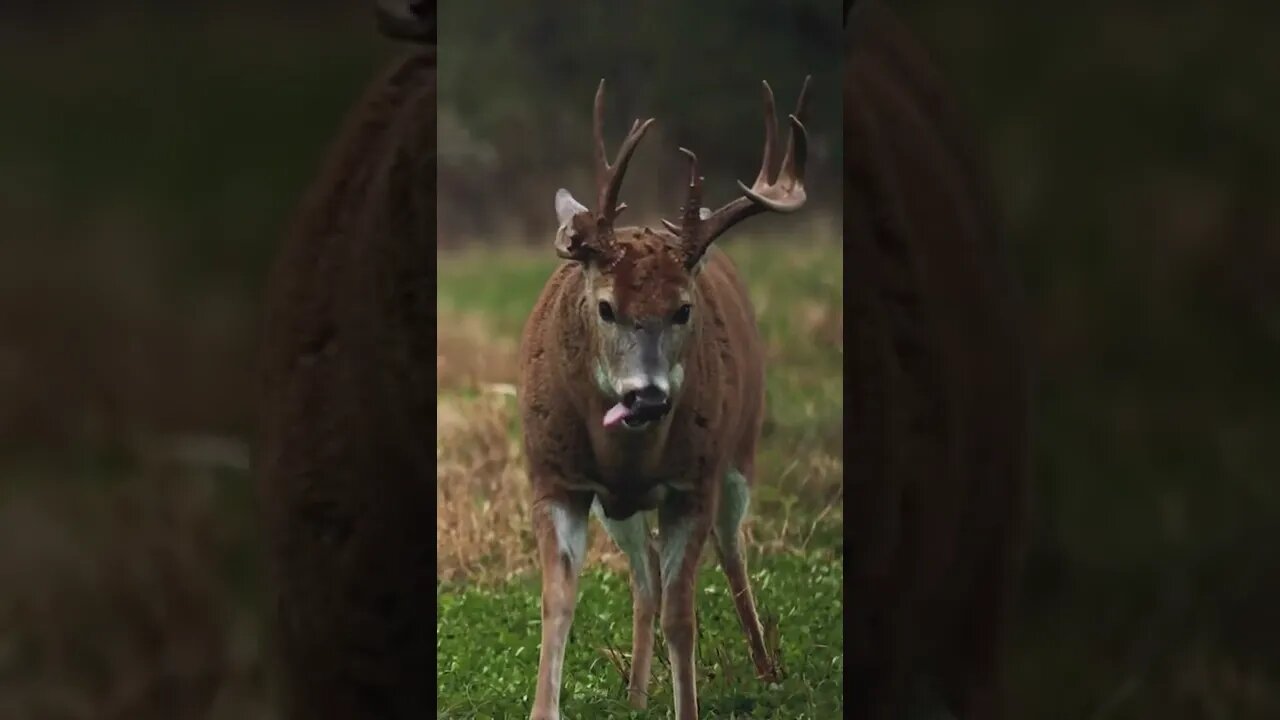 Summer Velvet vs November Rut