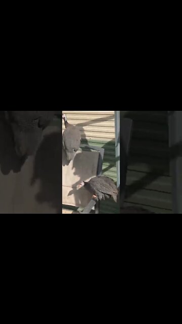 Cats and lots of birds