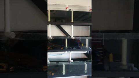 Fish Rack Breeding System - Run off 3ft Sump and Sponge filters