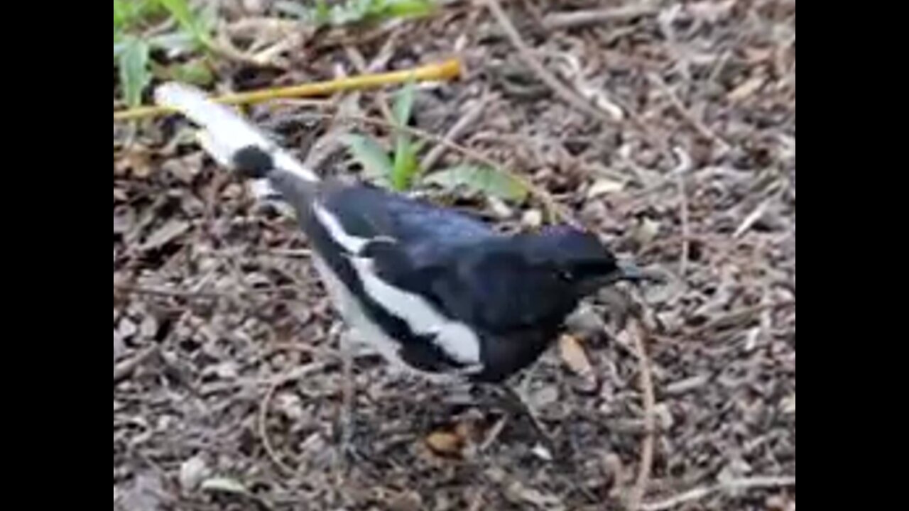 The magpie is eating its prey on the ground.