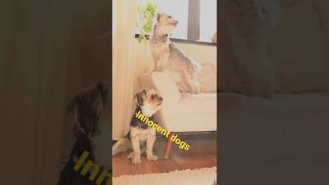 innocent dogs #animals #dogs #bts