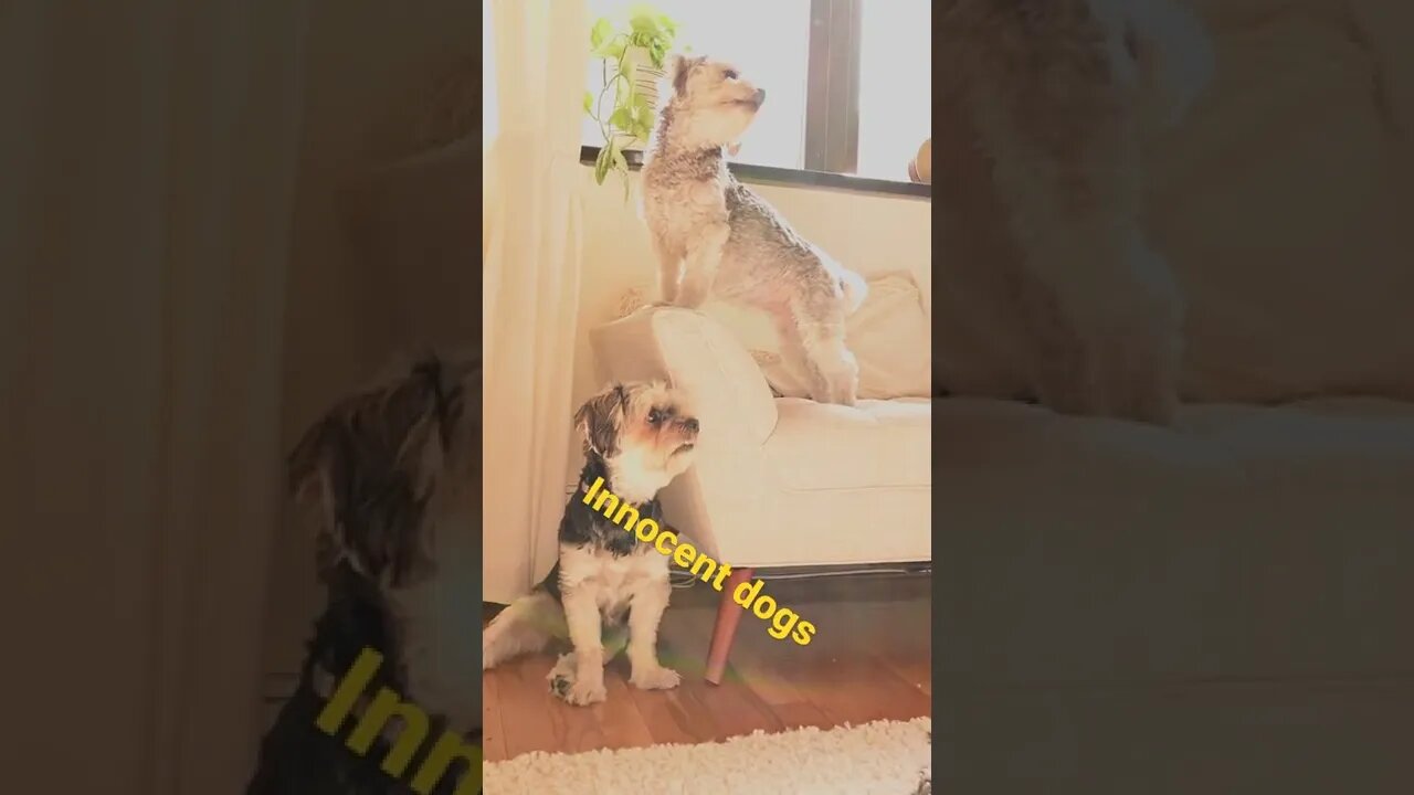 innocent dogs #animals #dogs #bts
