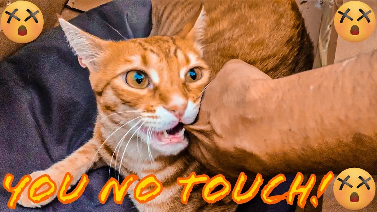 Sunny Playing Like Crazy And Doesn’t Let Me To Touch Him
