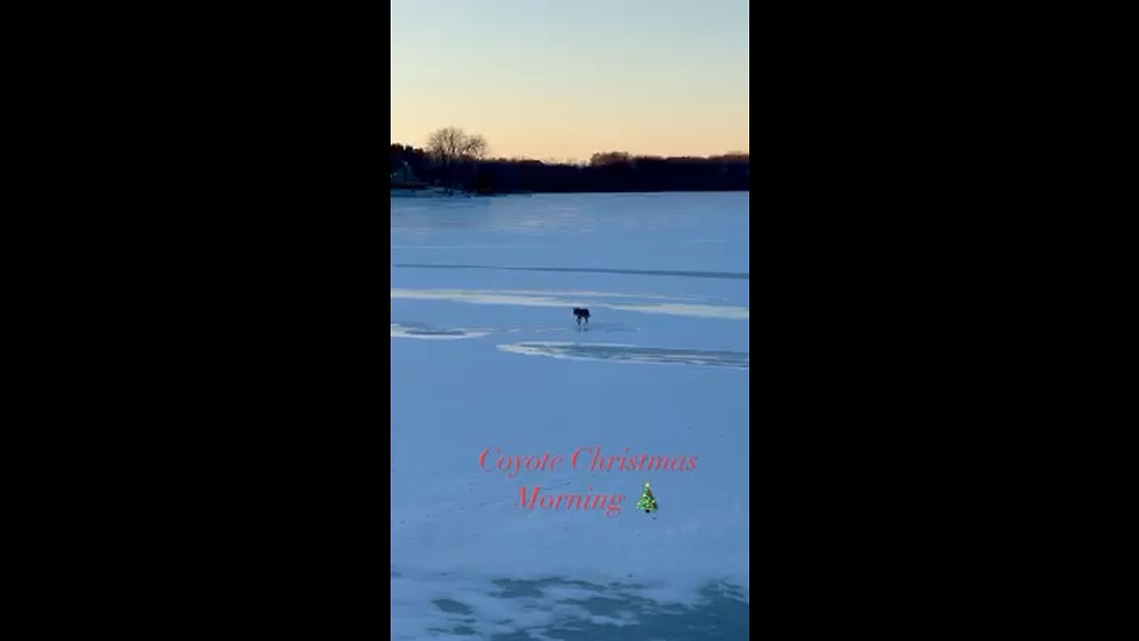 Christmas Coyote