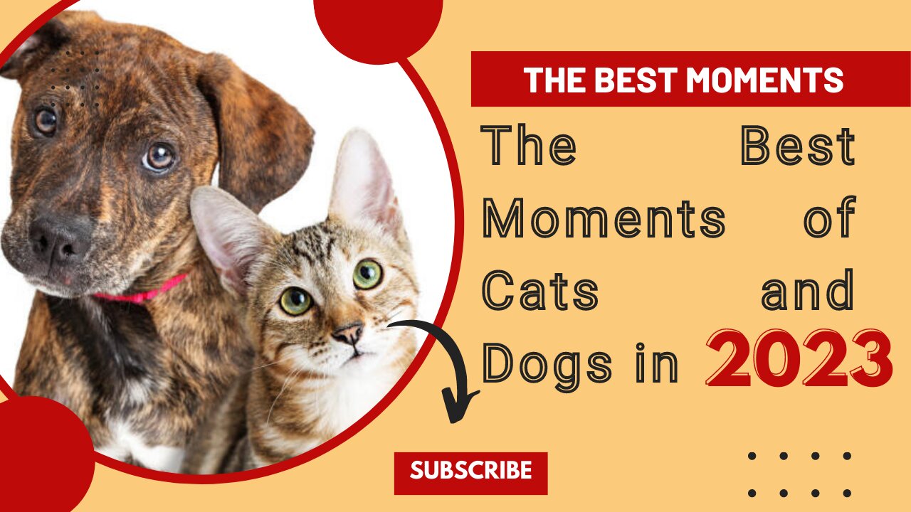 Cuteness Overload: The Best Moments of Cats and Dogs in 2023