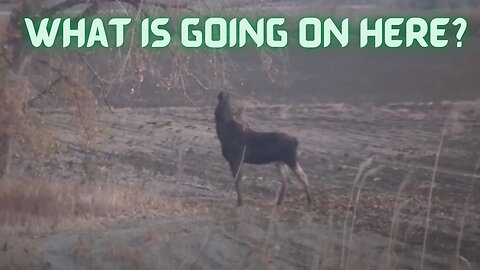 Bull Moose at whitetail deer scrape