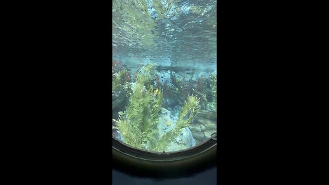 Submarine ride at Disneyland