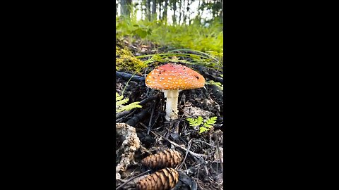 Alaskan Rainbow and Mushroom