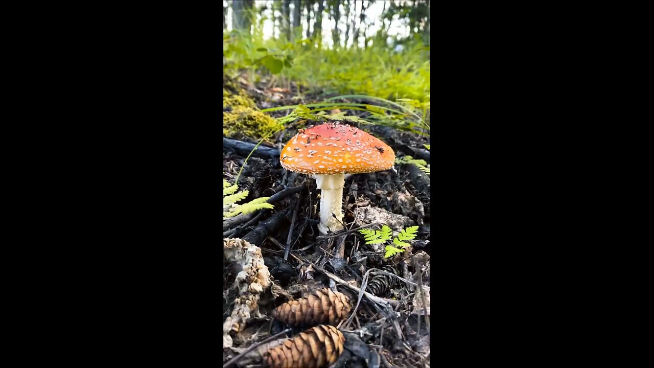 Alaskan Rainbow and Mushroom