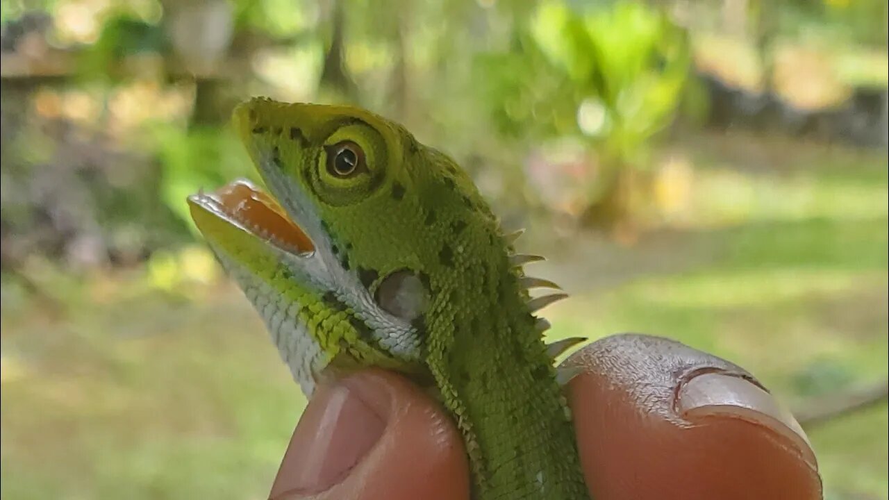 Amazing skill