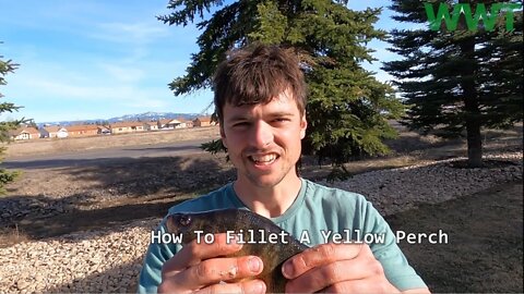 How To Fillet A Yellow Perch | Wild West Trail