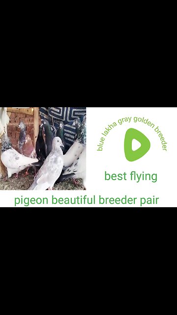 New parvaazi pigeon beautiful breeder pair higher flying