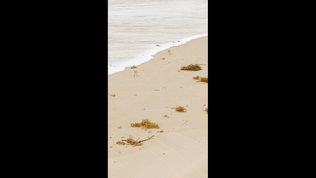 Little Birds 🐦 at the beach 🪸🌊