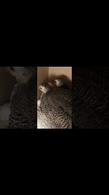 Injured guinea fowl keet snuggled up with friend for the night