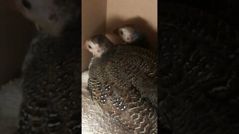 Injured guinea fowl keet snuggled up with friend for the night