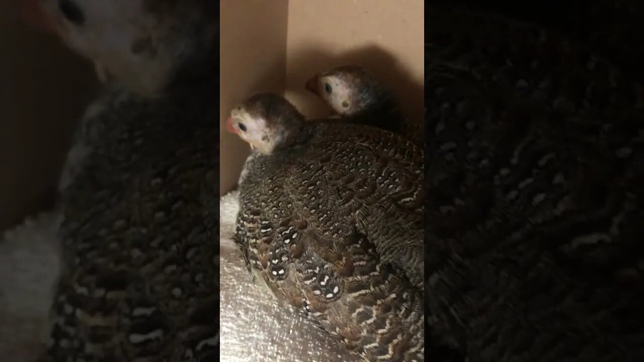 Injured guinea fowl keet snuggled up with friend for the night