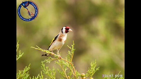 goldfinch in nature
