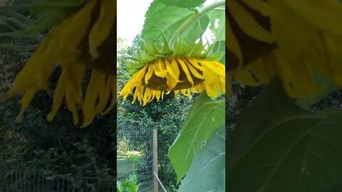 Checking the garden