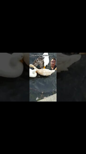 Duck Love is a Horror Story