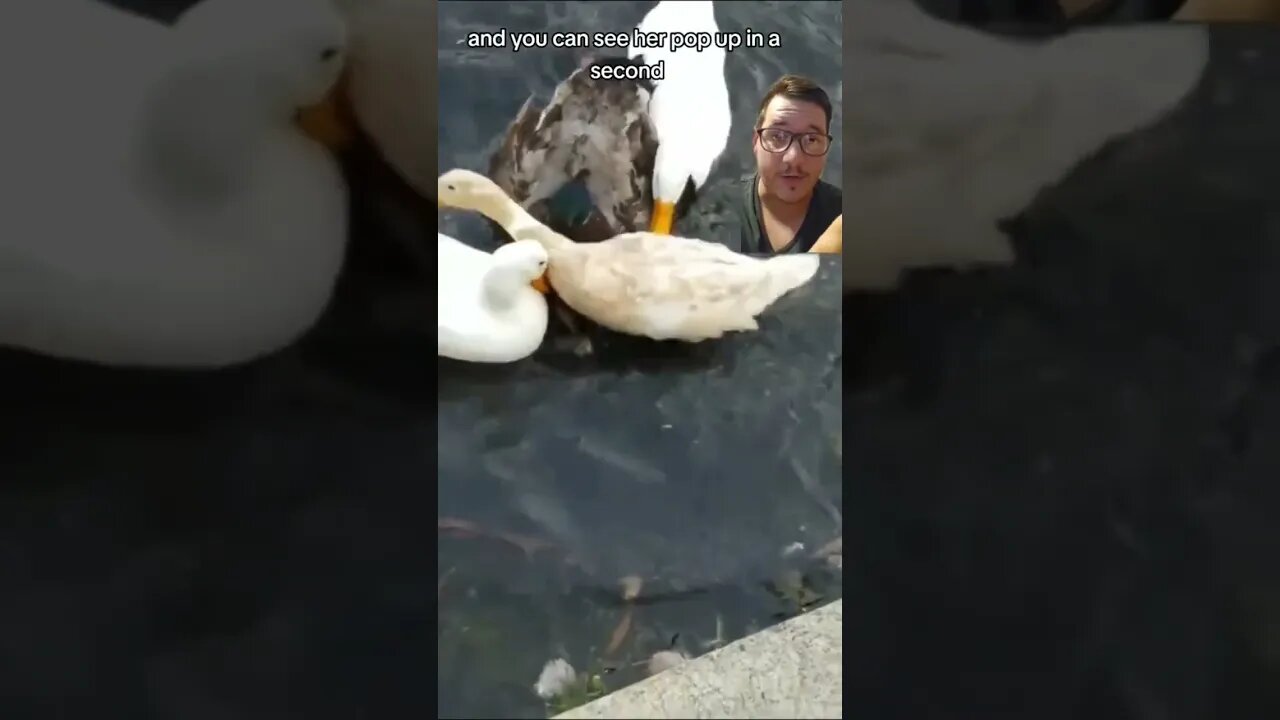 Duck Love is a Horror Story