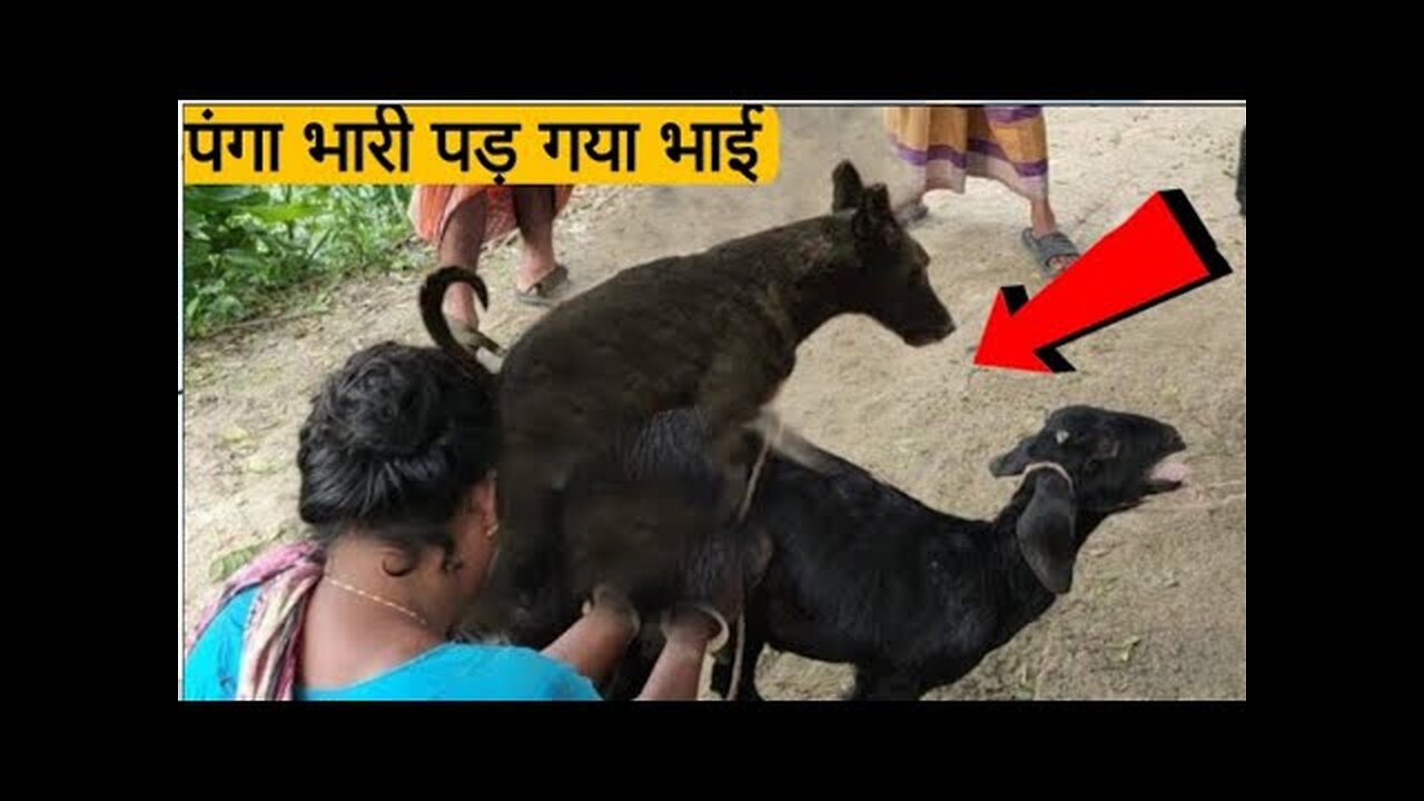 कुत्ते को मजाक भारी पड़ गया | Unbelievable moments caught on camera | animals funny videos