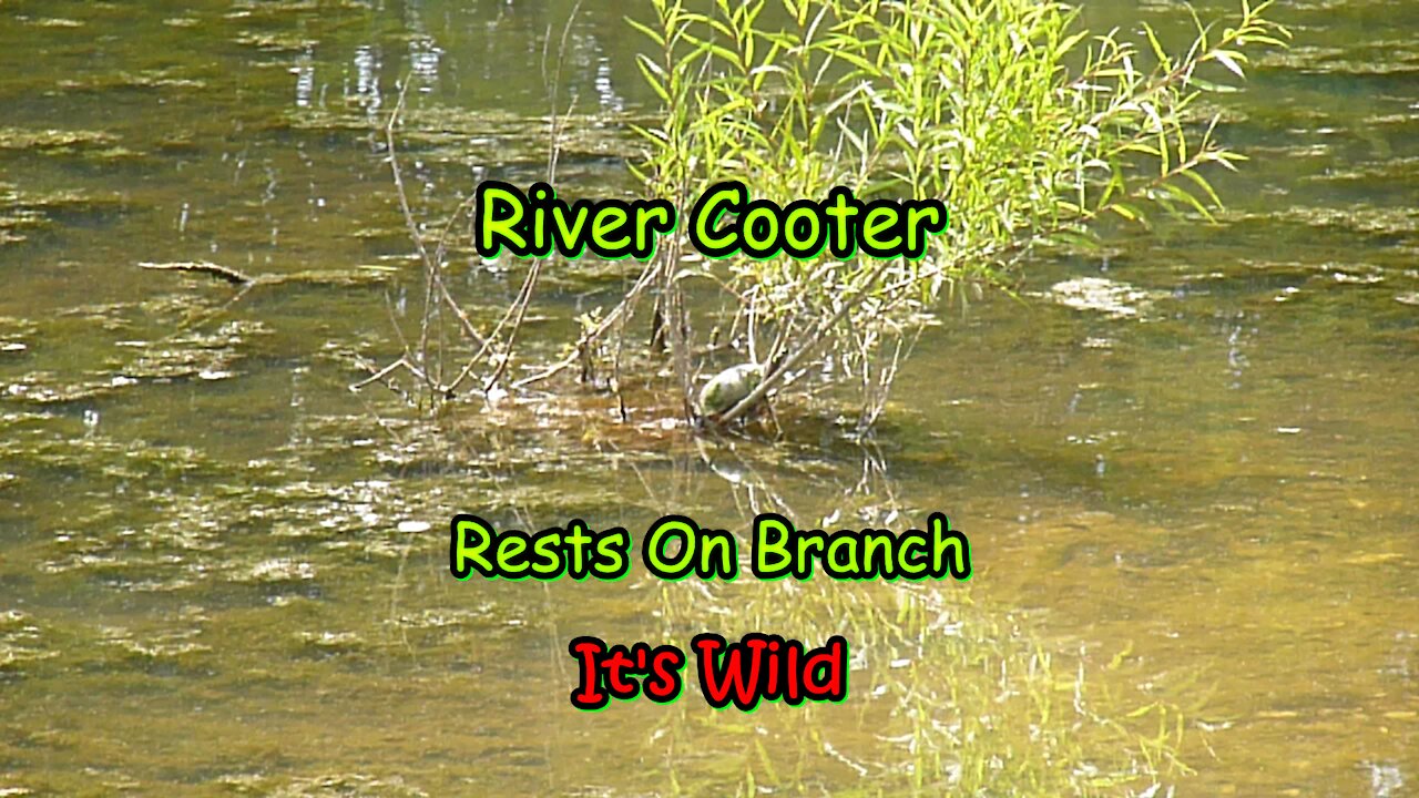 River Cooter Rests On Branch