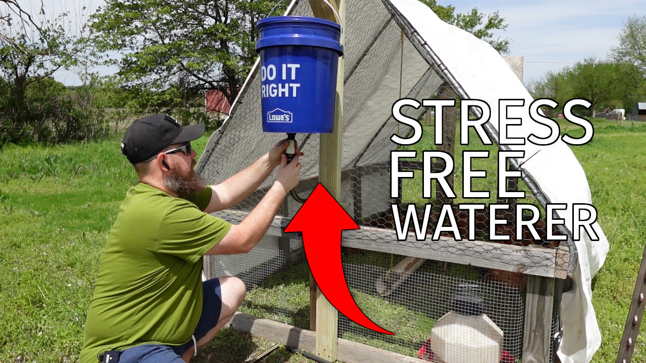 Simple, Clean, and Efficient Chicken Waterer