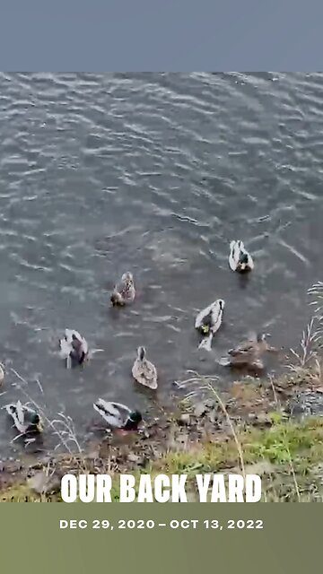 Everyday life in our back yard