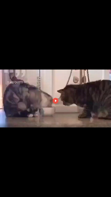 We Have a Lot To Learn From Animals