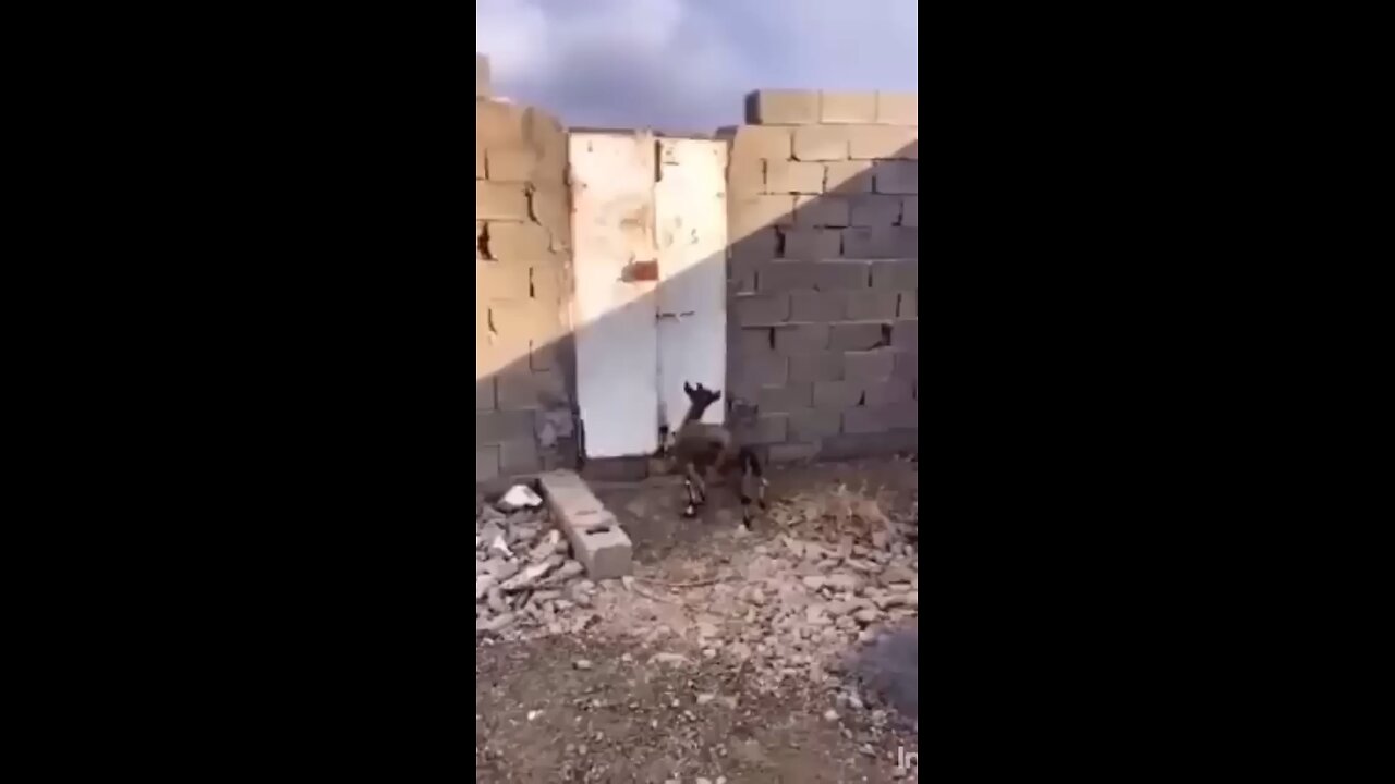 funny animal videos 😍😍