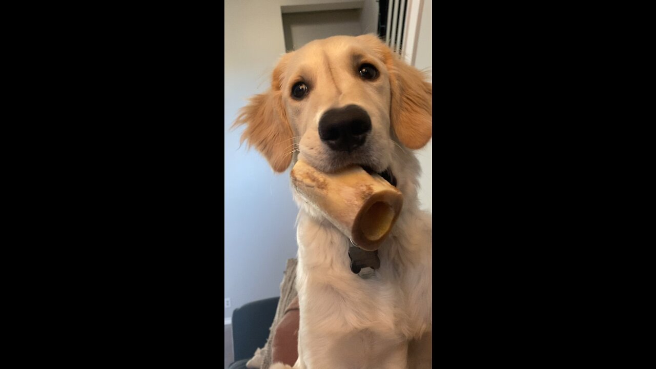 HAPPY DOG WITH HIS BONE 🦴🐶