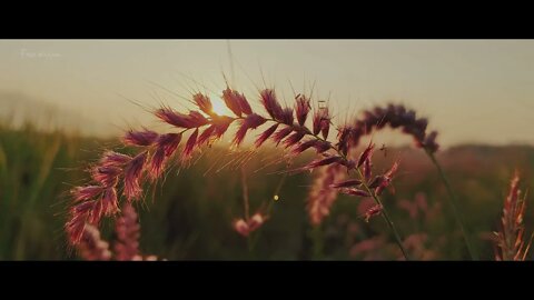 Fred Bouchal - A Kingdom For Their Smile (Piano)