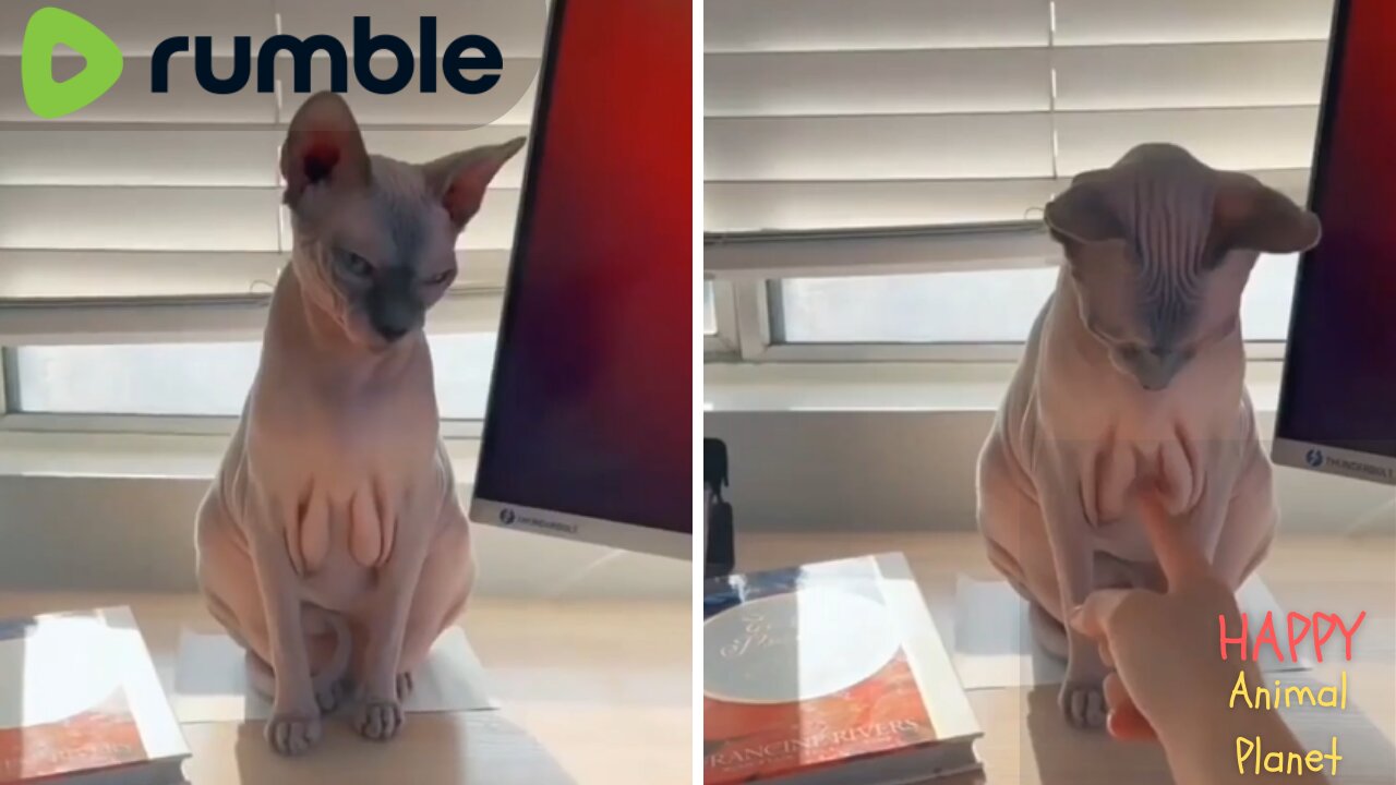 Funny and Cute Cat | The joy of having a hairless cat 😹