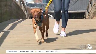 Pawject Runway on Friday April 29 at Pier Six Pavilion