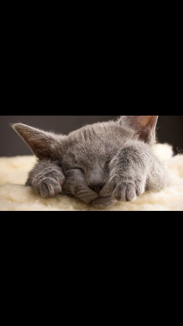 Cats making funny moments