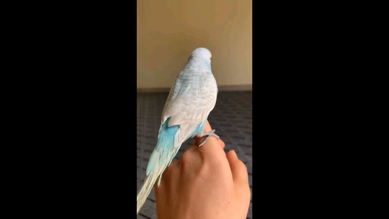 my birds