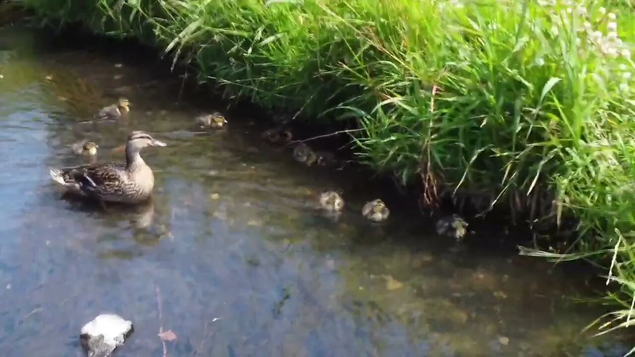 #DJI #UK #Wildlife Watching the Ducks