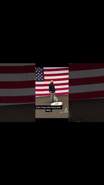 When Dog Interns Make Videos....