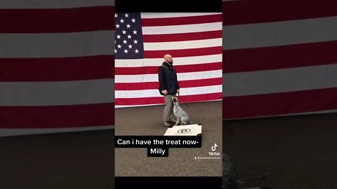 When Dog Interns Make Videos....