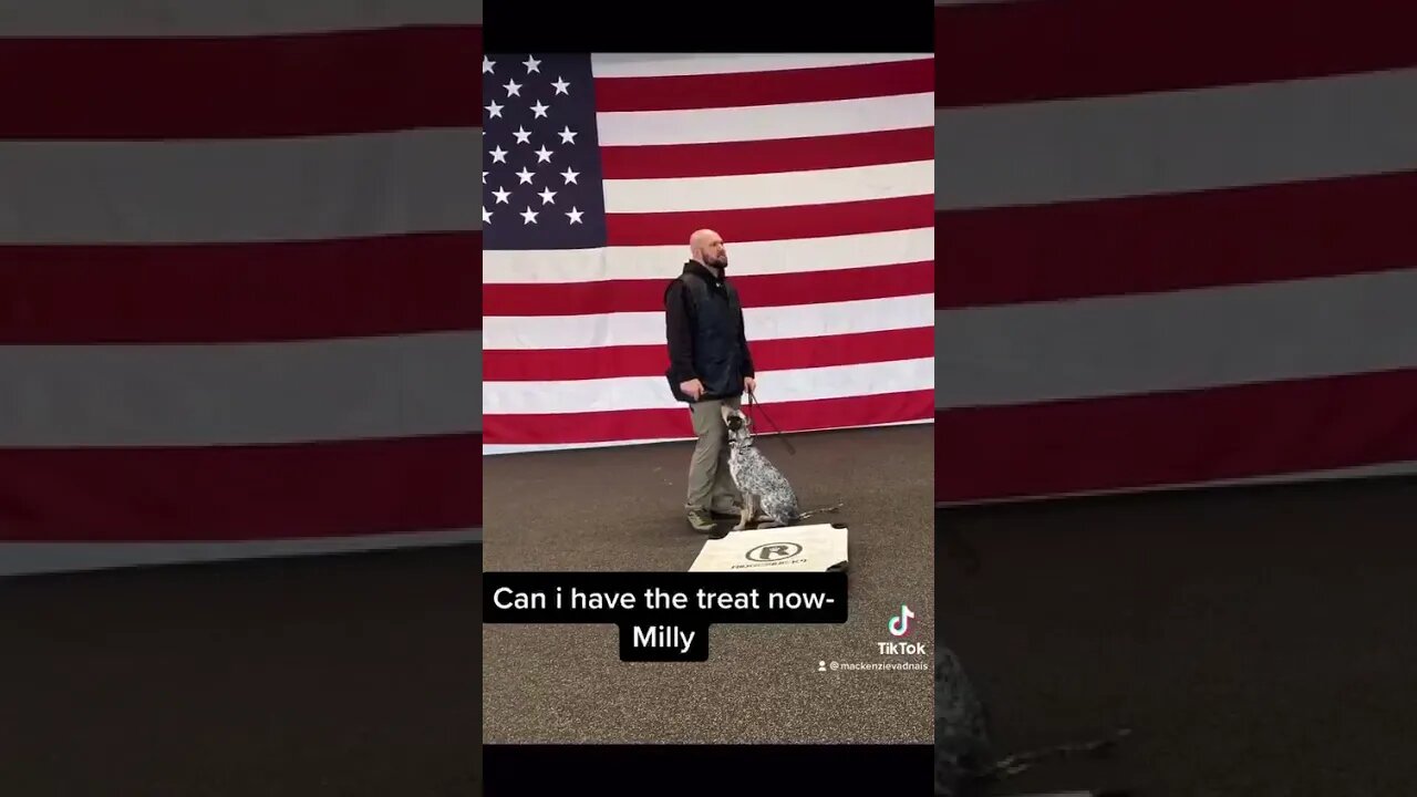 When Dog Interns Make Videos....