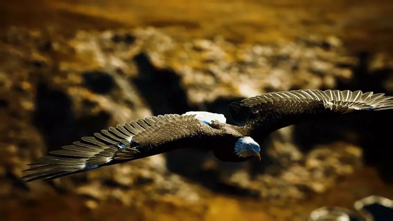 slow motion american bald eagle in flight over alaskan mountains5