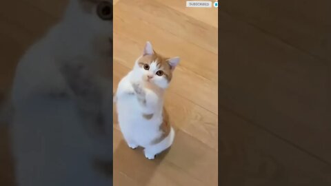 funny cat videos | cute cat videos| cute animals funny cats #shorts #shortsfunny #cutecat #funnycat