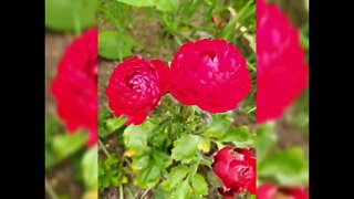 Flowers slideshow