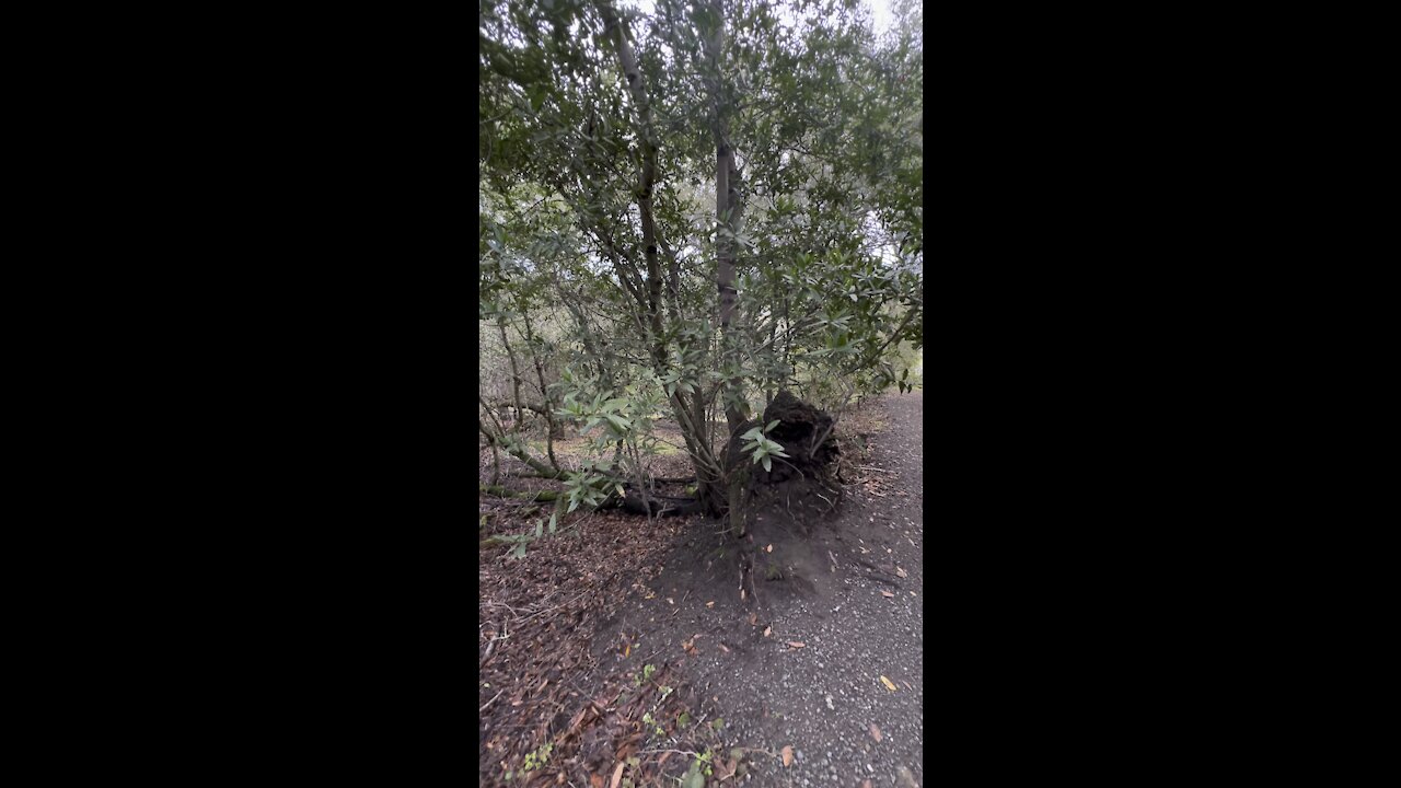 Fallen Tree Grows Tree Like Branches