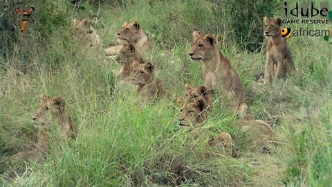 Daughters Of The Mapogo Lions - Rebuilding The Othawa Pride - 40: Waking Up