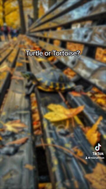 Turtle or Tortoise? Does it matter?