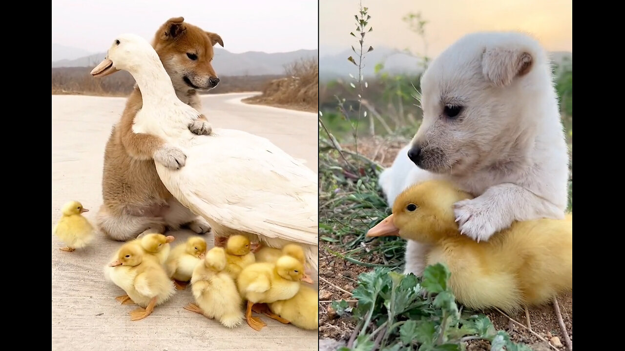 The duckling and its dog friend