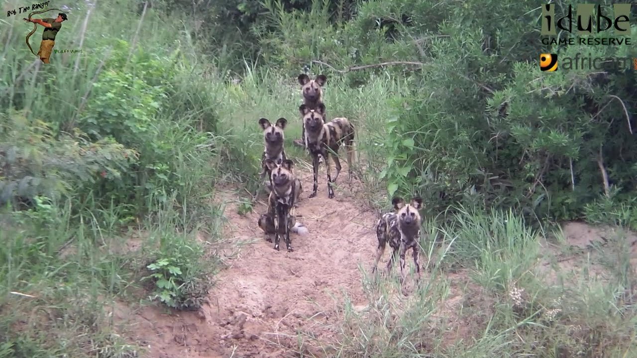 African Painted Dogs Afraid To Cross The River